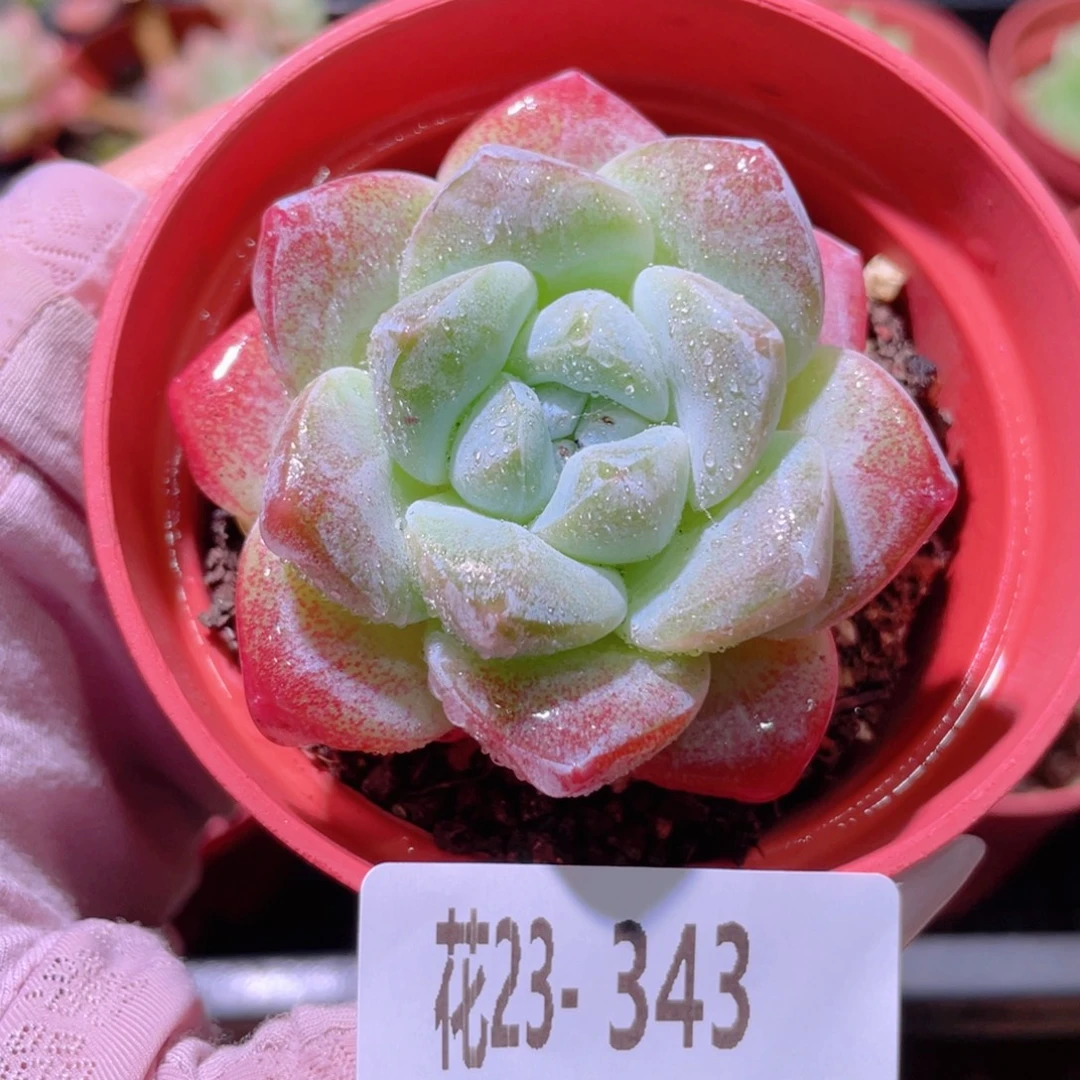 花利美23-343冰玉