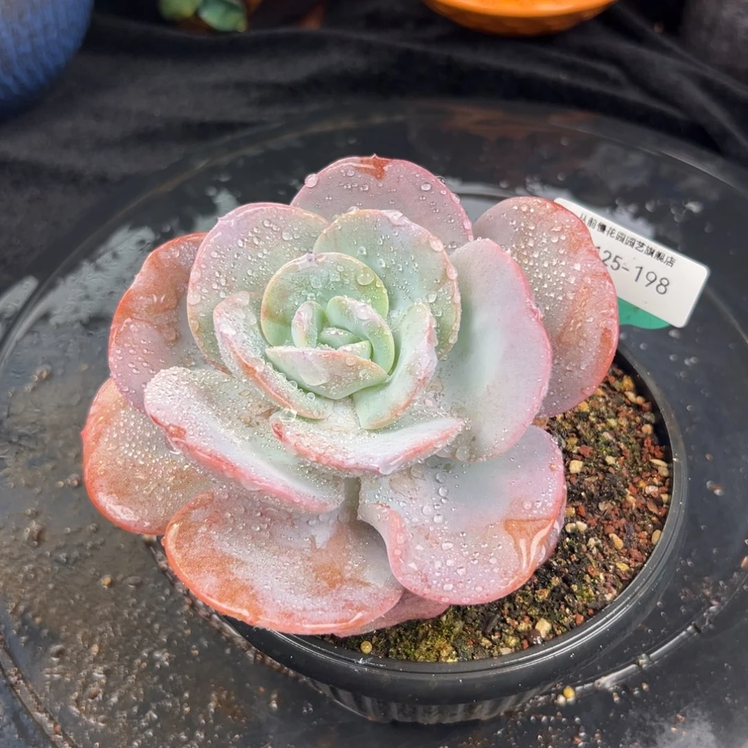 从前慢花园多肉编号1125-198