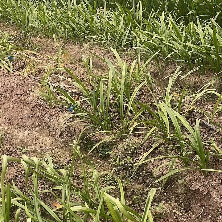 朱顶红朗朗杂交一号品种不知名