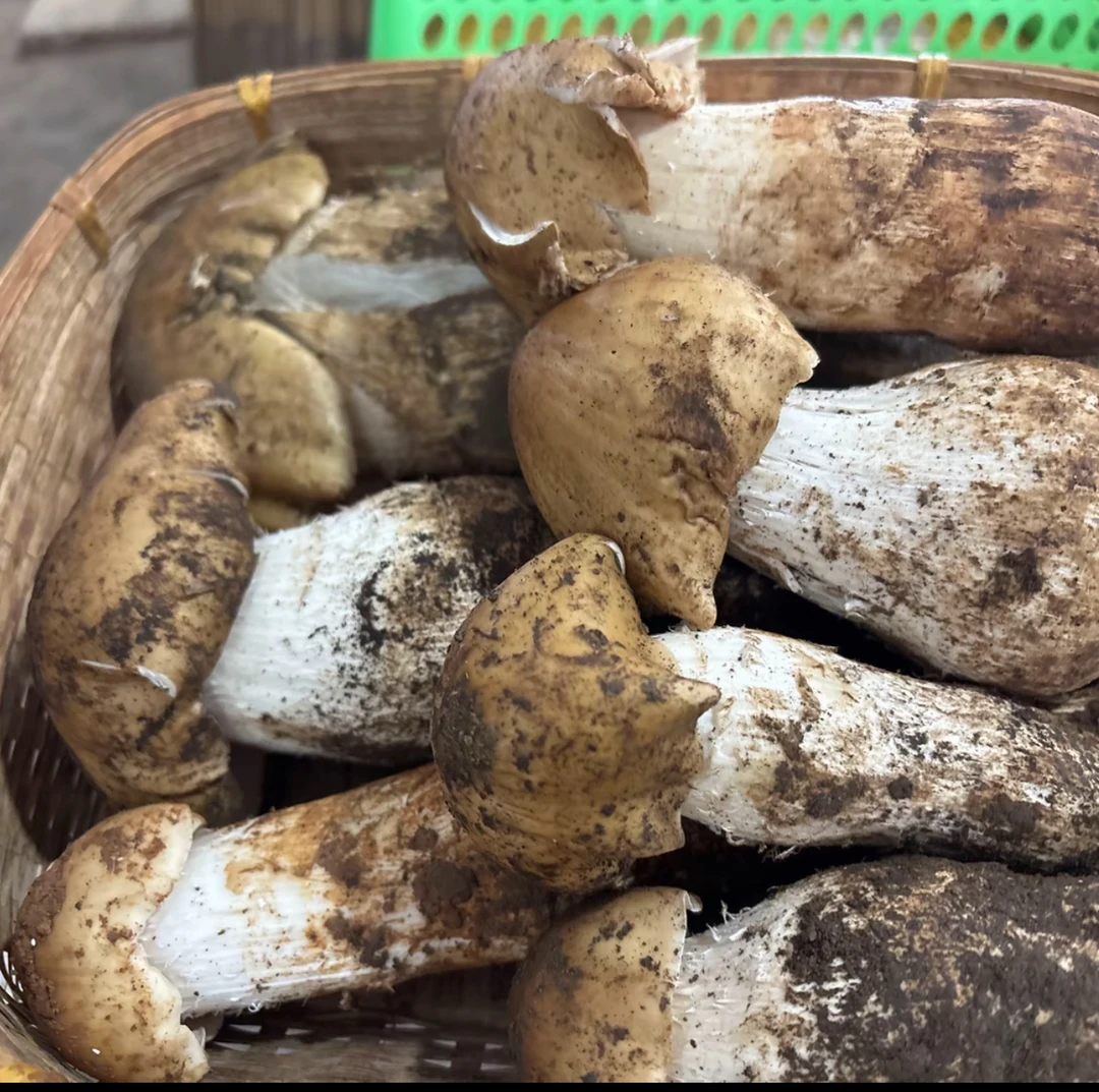 云南新鲜野生黄皮鸡枞菌 煲汤清炒推荐 顺丰空运包邮