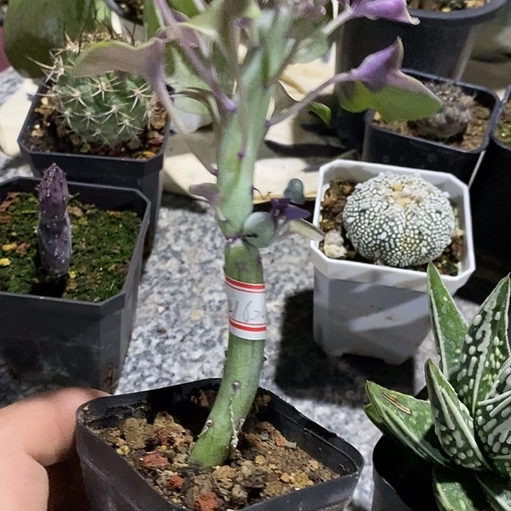 婼***蓠七彩神仙笔121604快递途中有可能断肢无售后