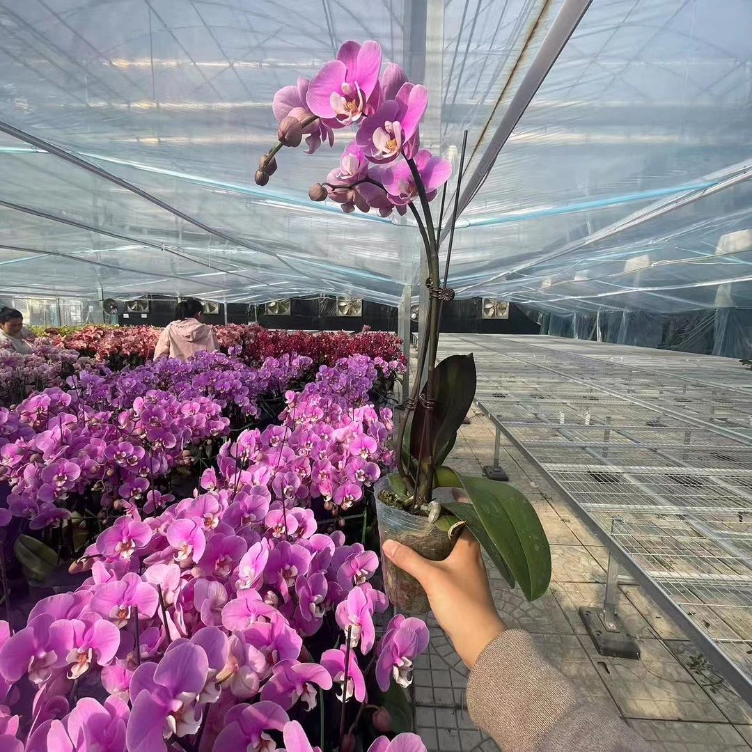 【花之漫】(安娜）3.0寸杯双剑蝴蝶兰花卉