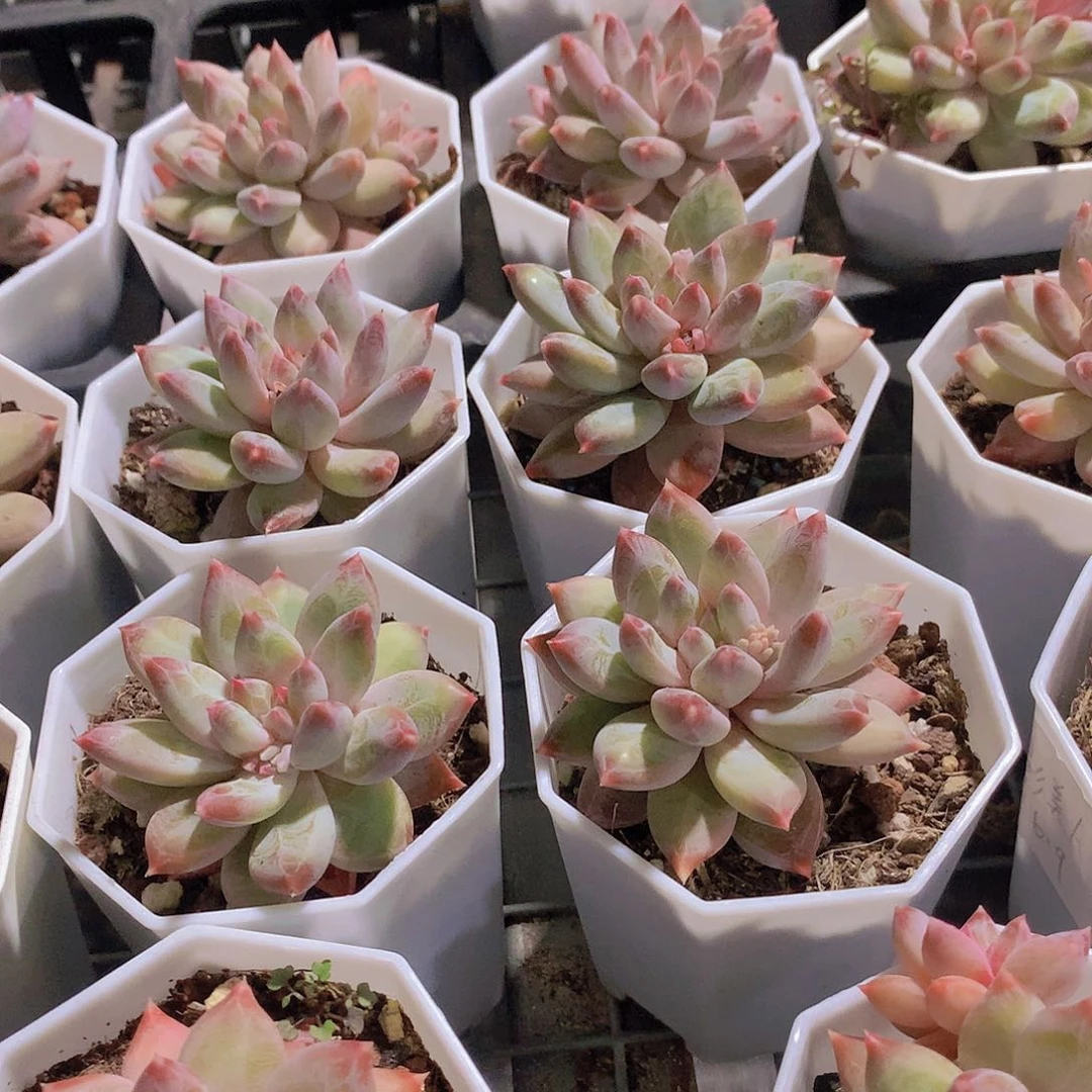 幻影美人3467889990000