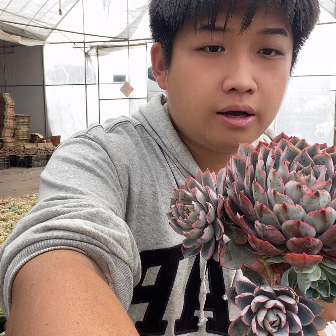 无砍自然群赫拉特价