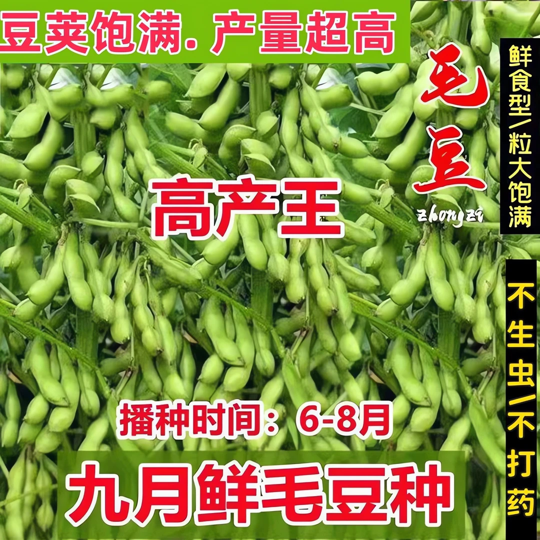 九月鲜毛豆种子大粒晚熟重阳豆种子青皮豆菜高产蔬菜种籽毛豆种子