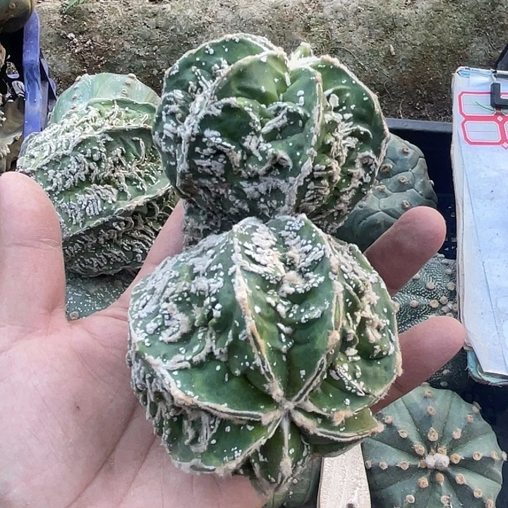 吴根双头滦和一颗