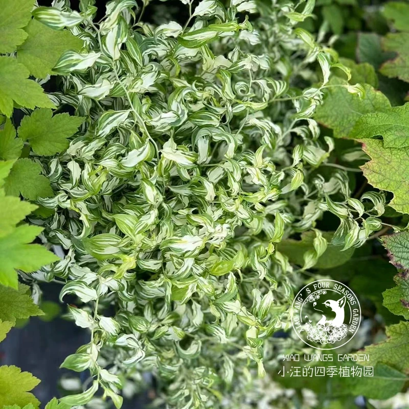 花叶万寿竹月光曲 多年生宿根观叶植物耐热耐寒 庭院阳台盆栽花苗
