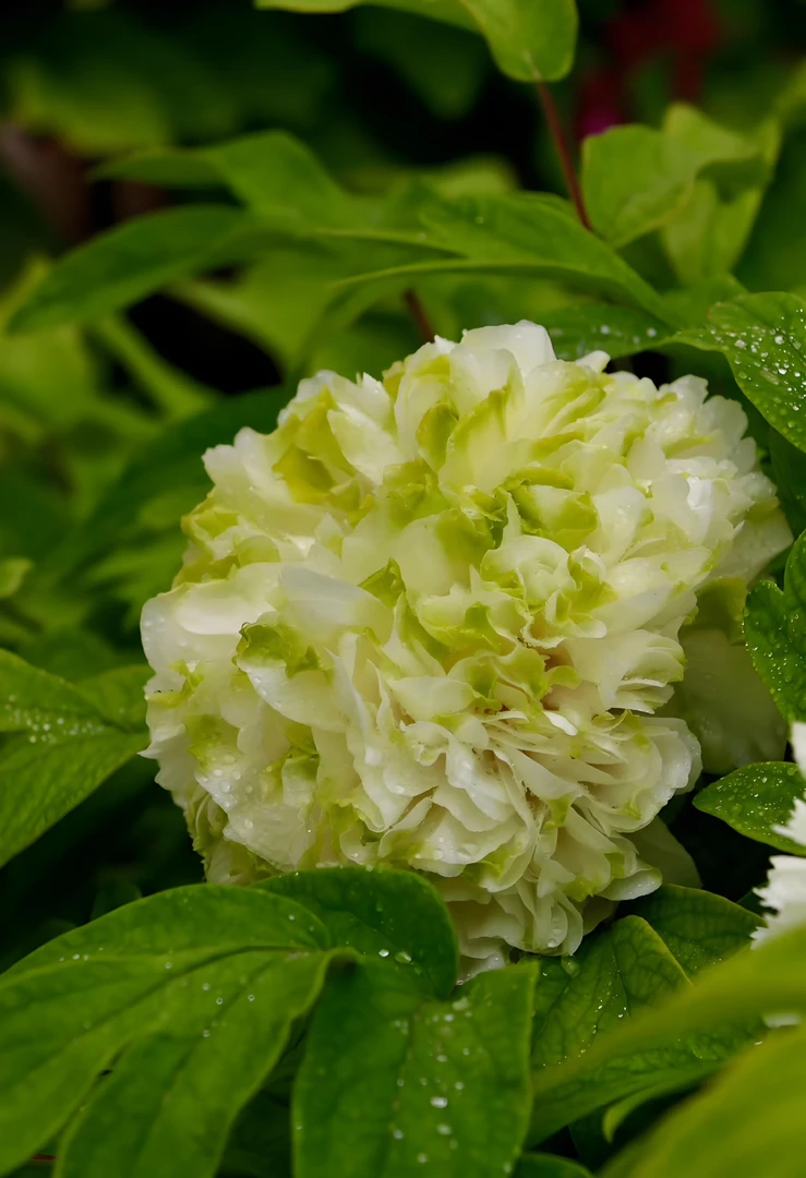 【秋季发货】绿色系易安牡丹绿幕隐玉6年苗