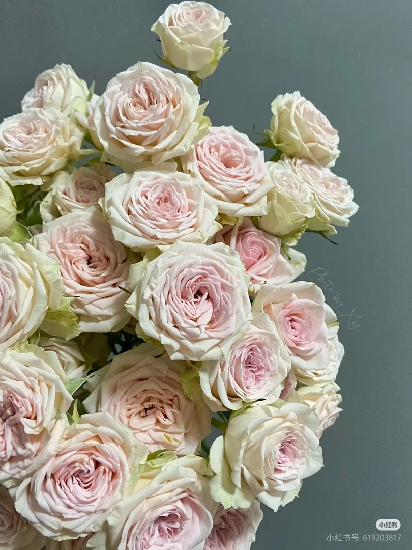 罗萨诺拉10支 两单包邮一单或低温不拍保温冻坏不售后