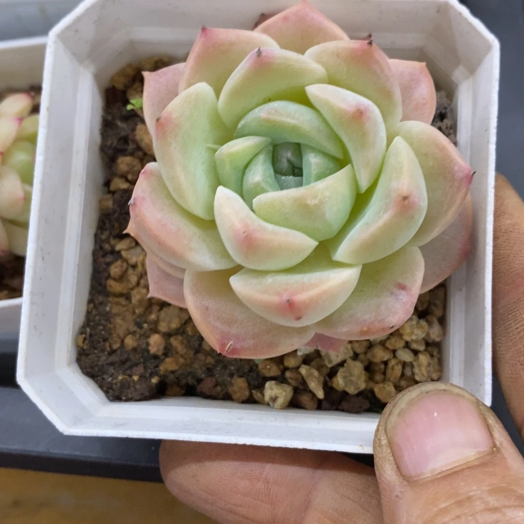 精品多肉一物一拍不包整239