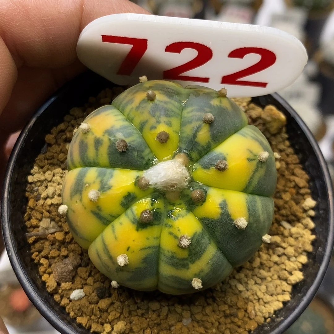 722福利特价啦兜锦