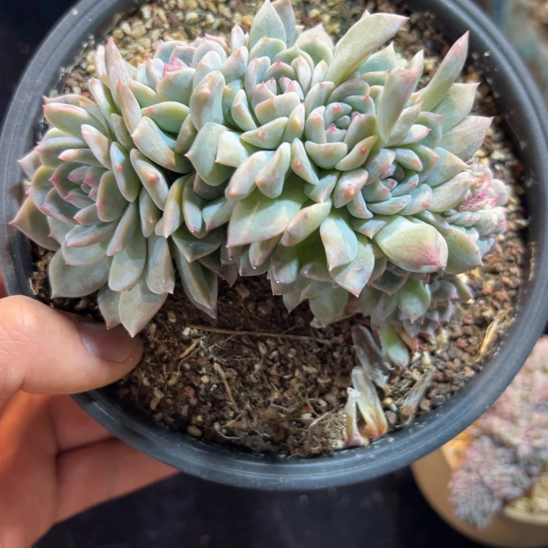 新年快乐 新年快乐