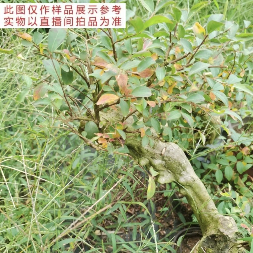 盆景绿植盆栽好养易打理