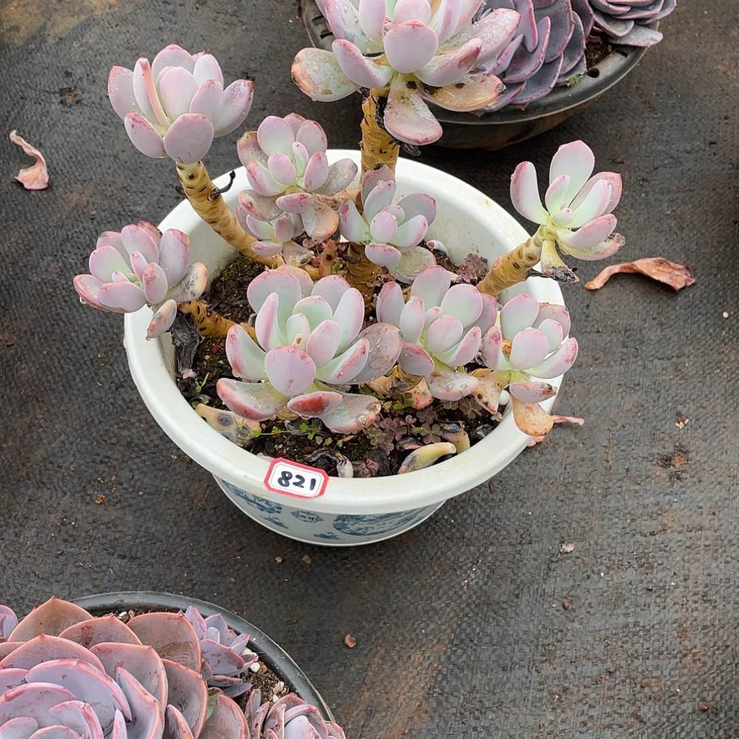 821灰姑娘 一物一拍多肉