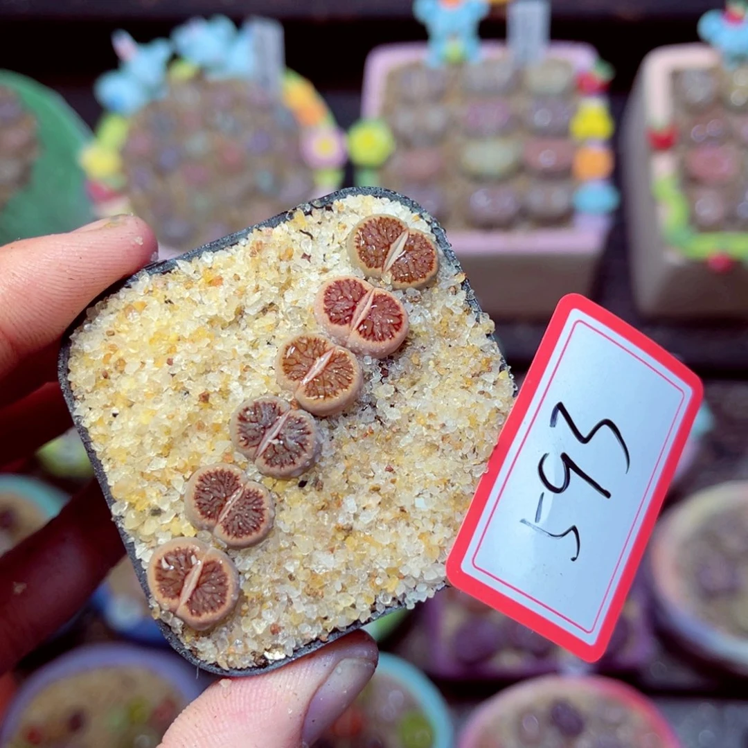 593生石花带盆发1