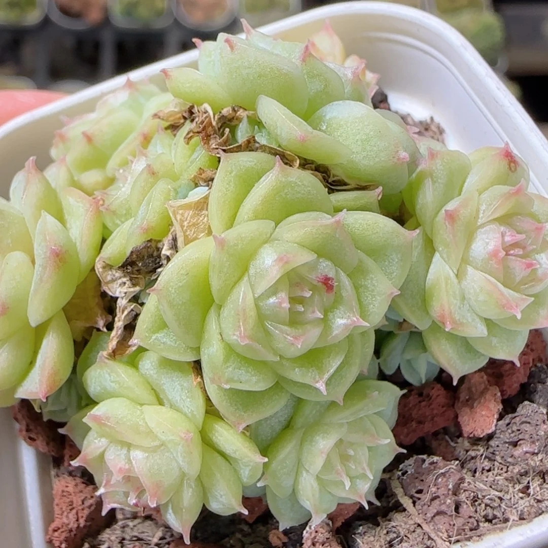 花语逸镜1026-145散