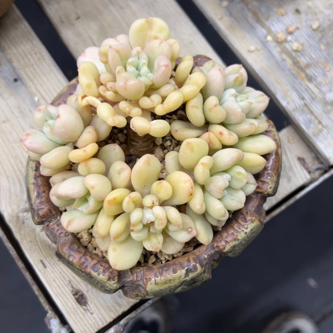 ?*?比尔盖茨18 零零多肉植物