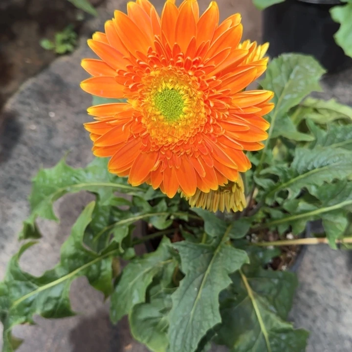 原盆原土一加仑非洲菊大雪橘