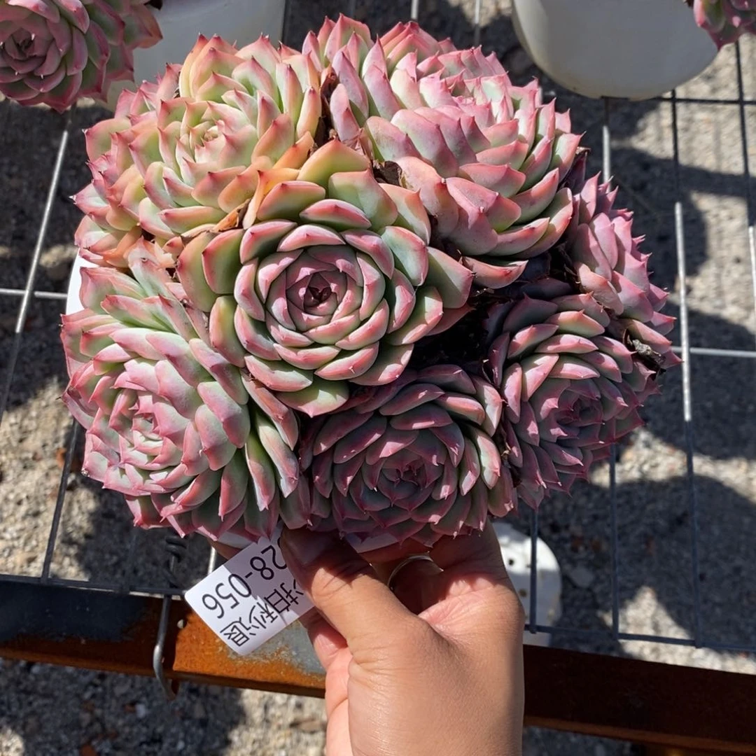 末*勿秒拍秒退 9028-56侧影