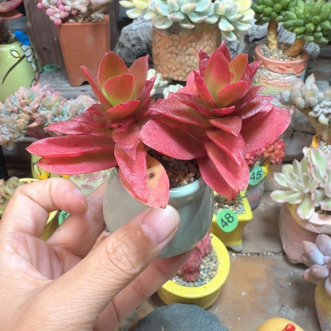 莲***火祭 多肉含盆土 一物一拍