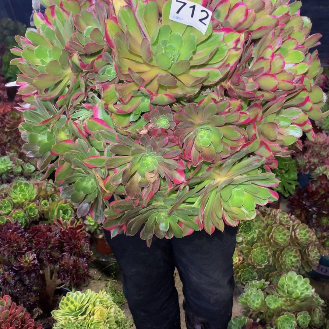 赵***麻法师多肉植物712