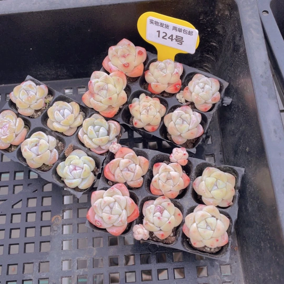 124号 开播福利美肉三组