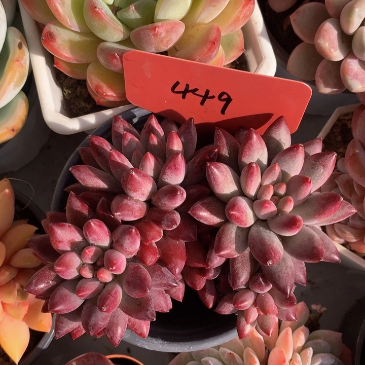 虞美人多日子黑五72727272