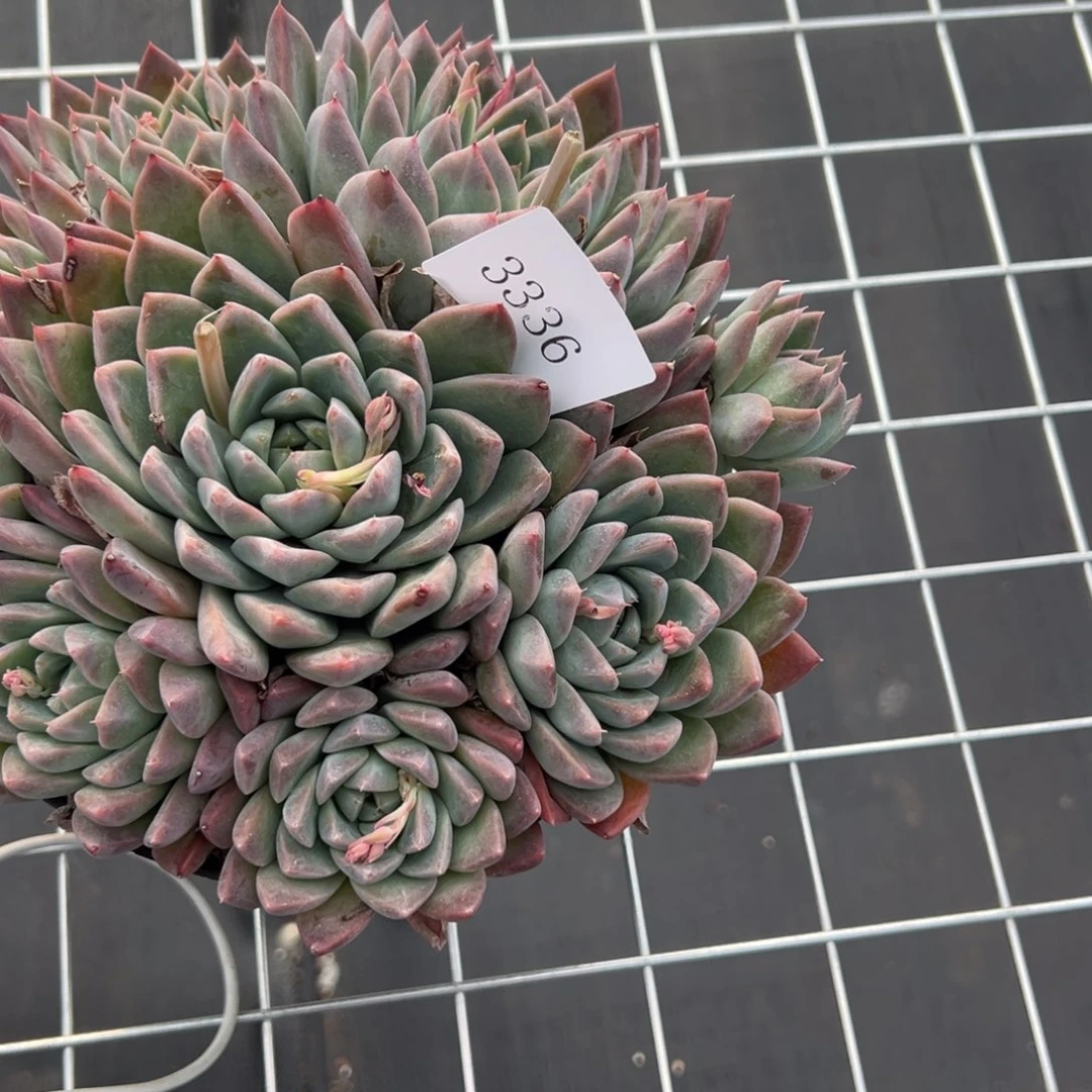 ?****邵3336多肉多多多多多