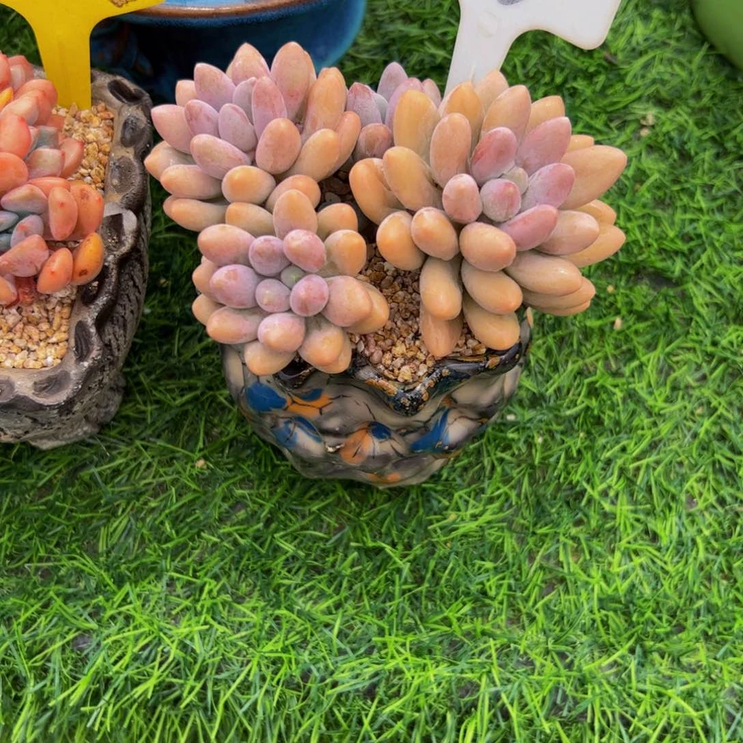 八***初粉色恋人多肉植物