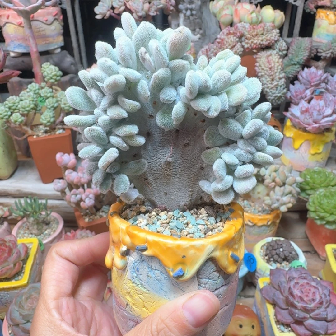 星晃星缀 多肉含盆土 一物一拍