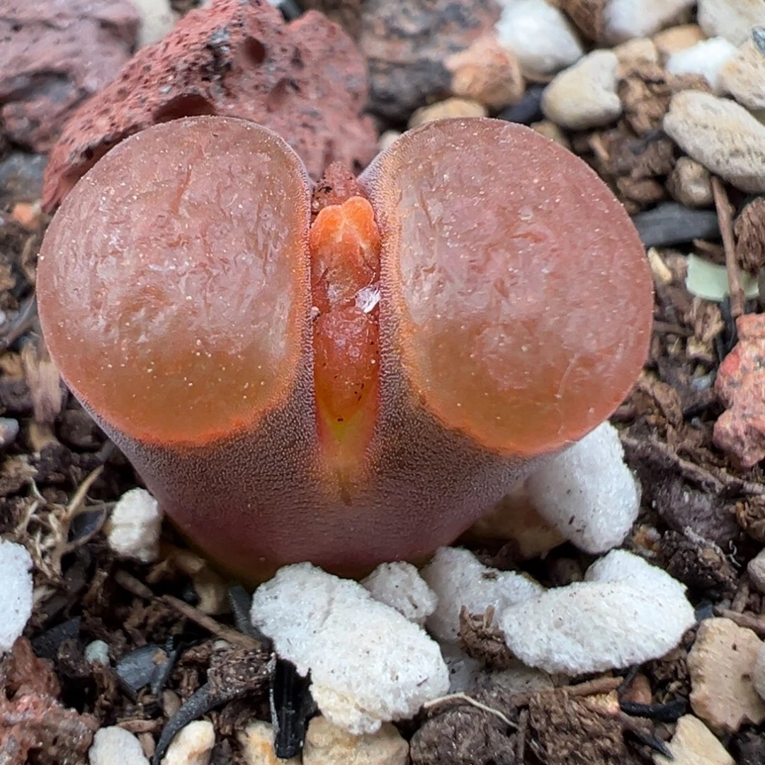 炸***包11.5好看的多肉脱土发货