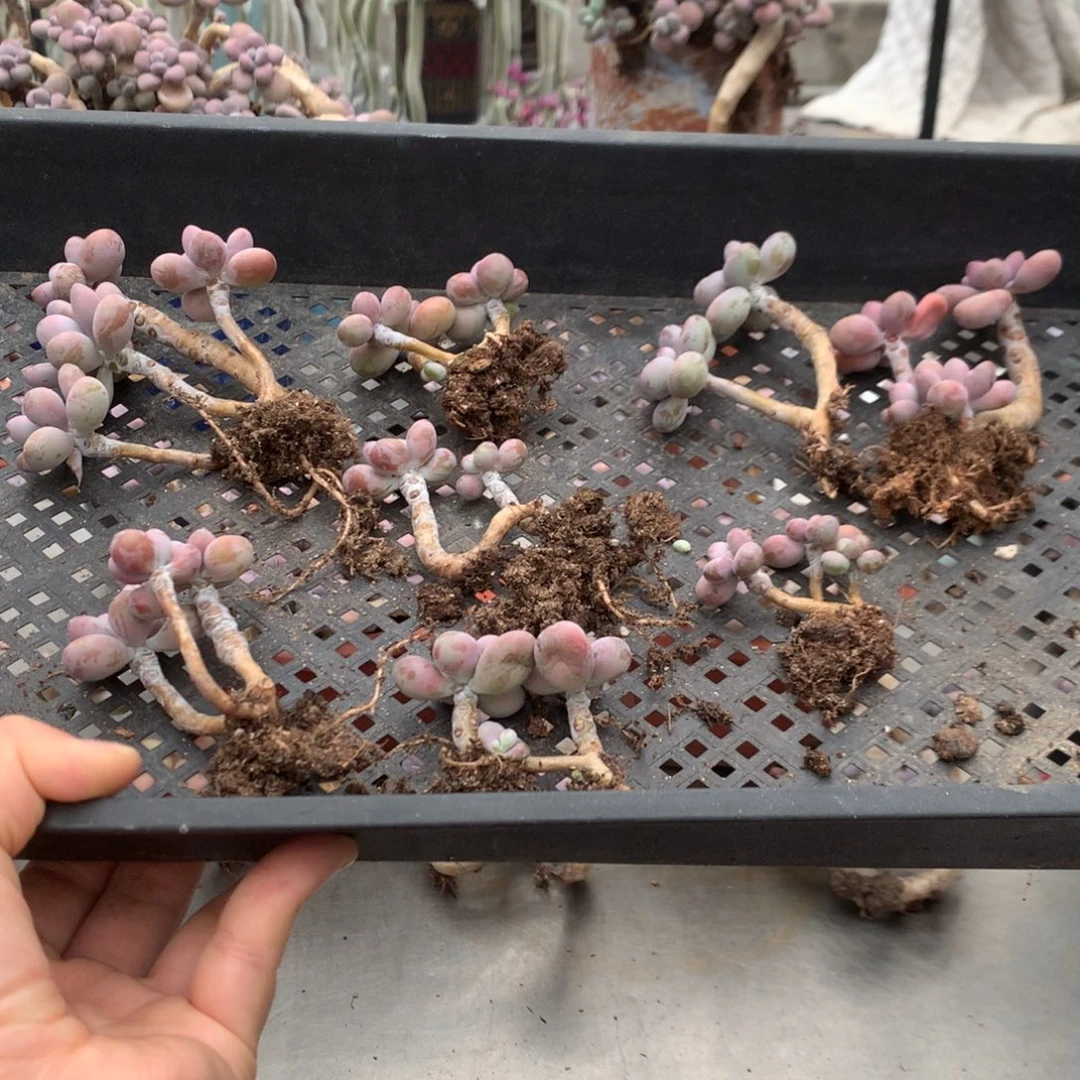 微***何桃蛋老桩不带盆8颗70号