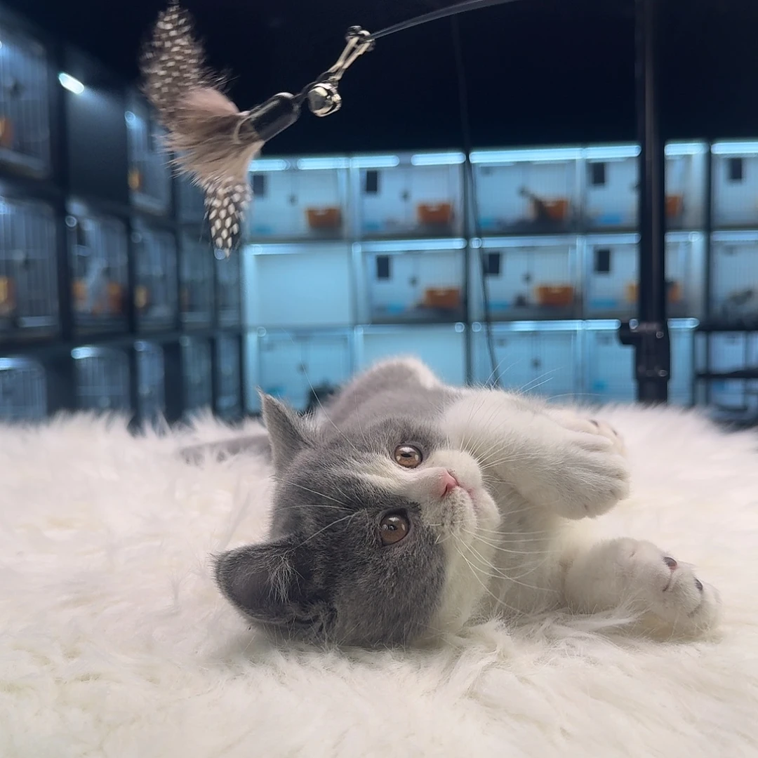 矮脚蓝白弟弟，特价福利