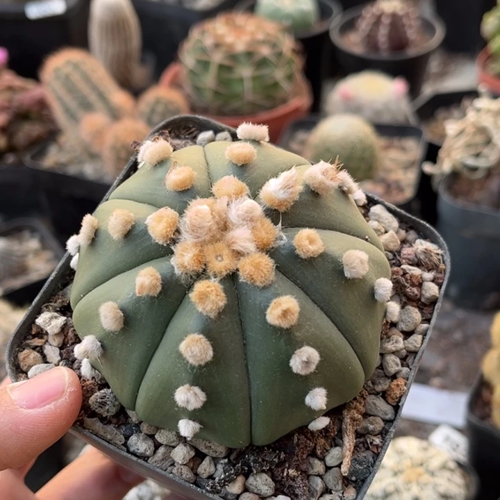 仙人球一物一拍实生