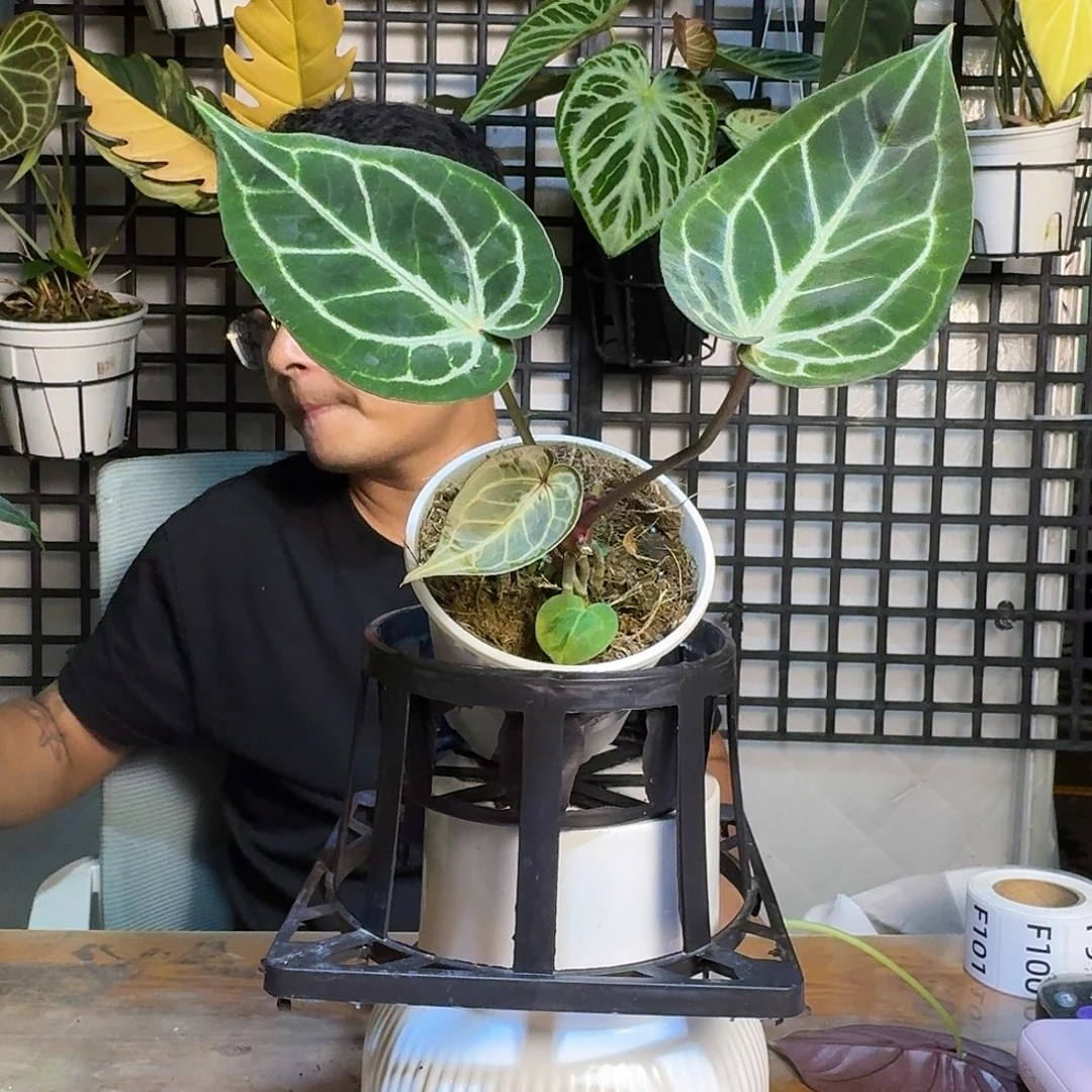 1***6无花朵一物一拍F94