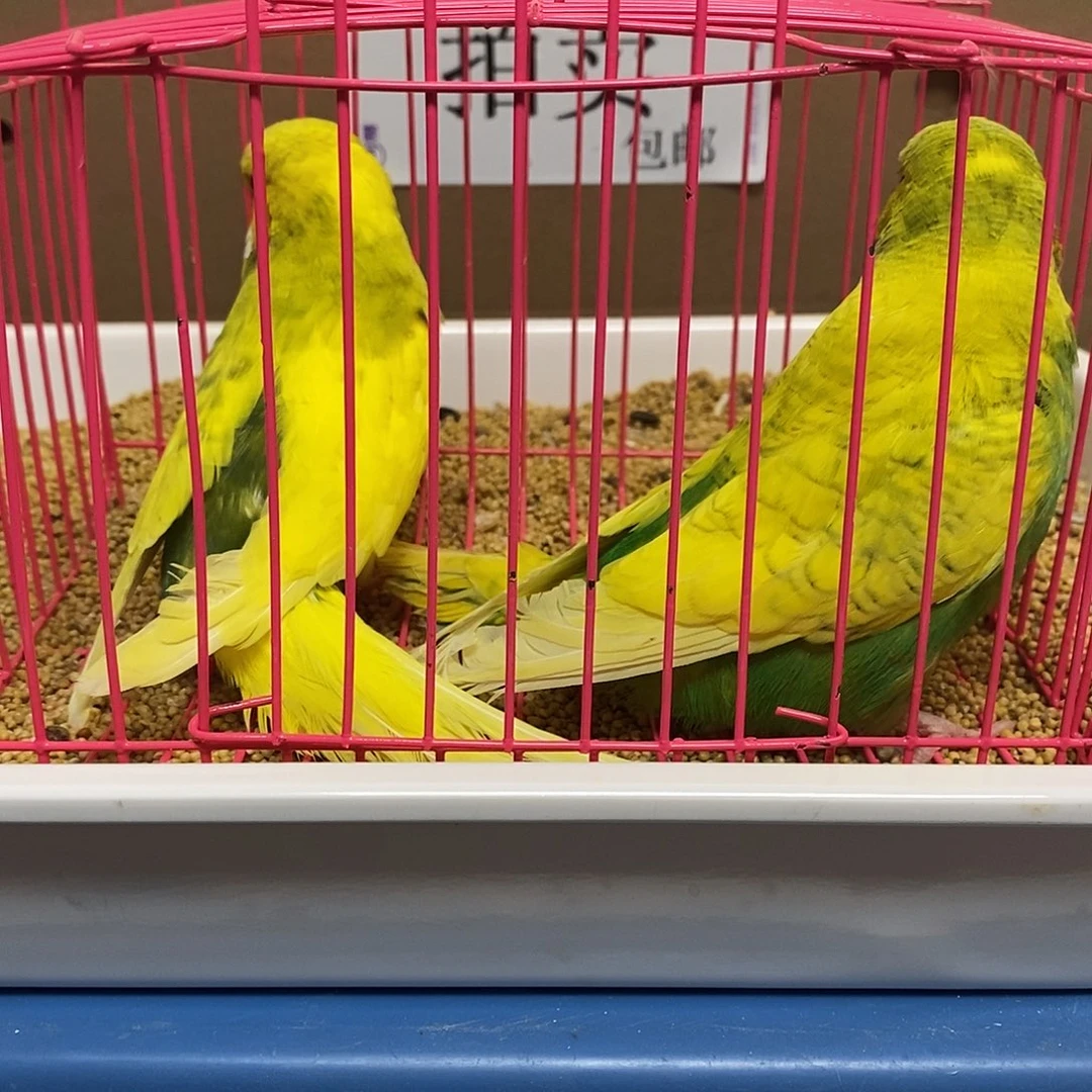 虎皮鹦鹉大头虎皮
