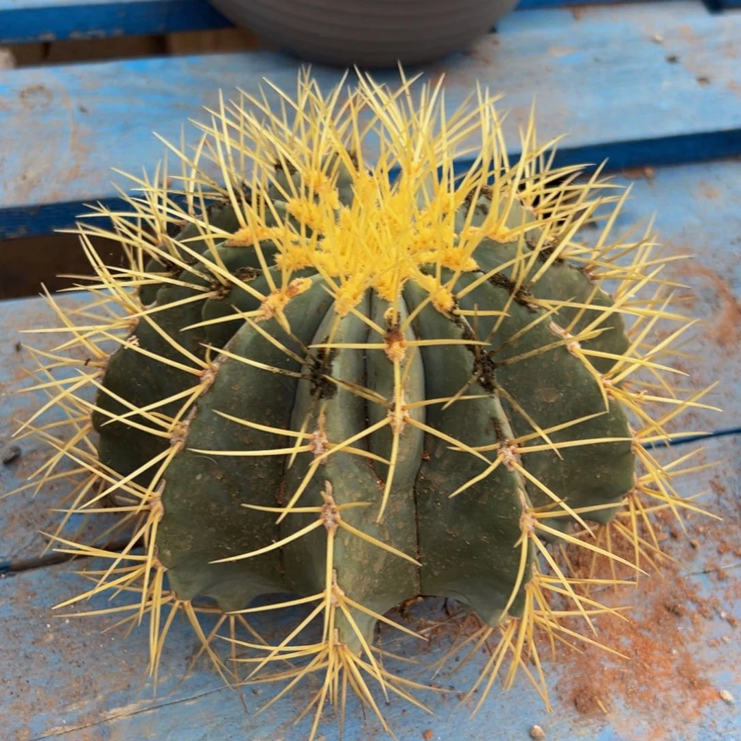 墨西哥强刺王冠龙福利漏