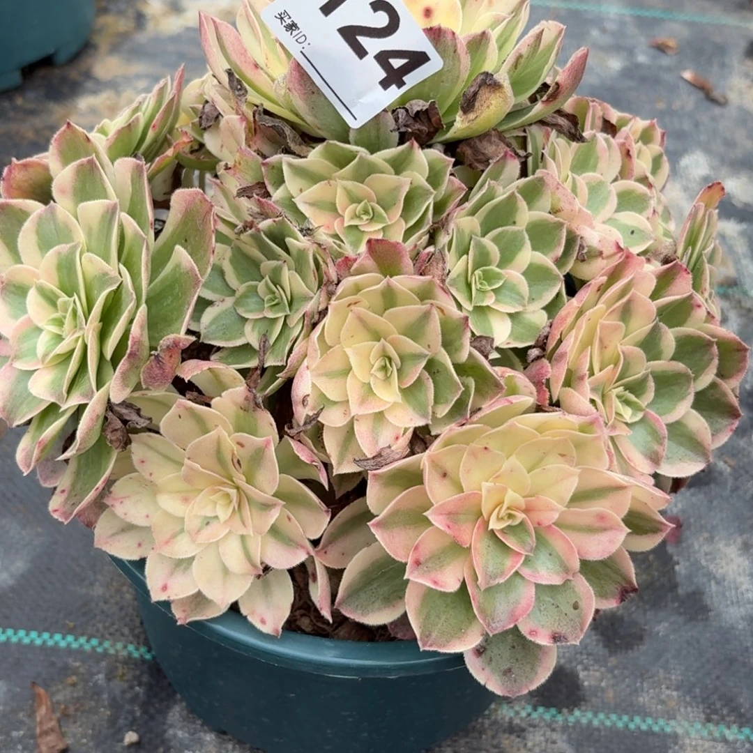 无***无124西施多肉植物发货