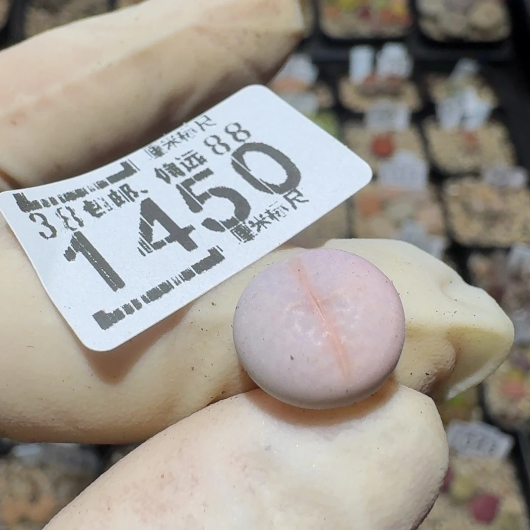 zzzzz生石花肉锥1450