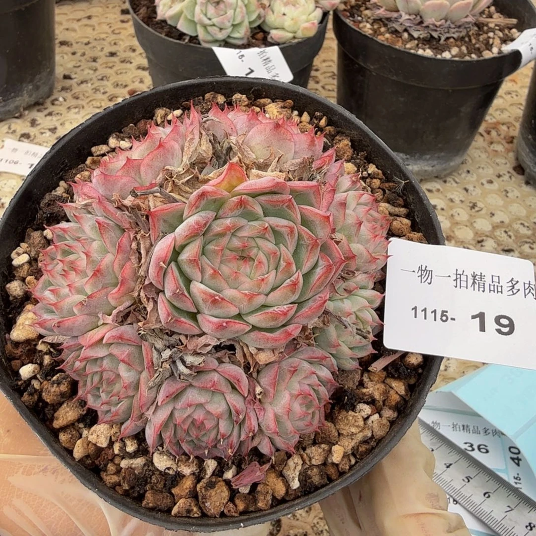 1115-19多肉珍妮一物一拍