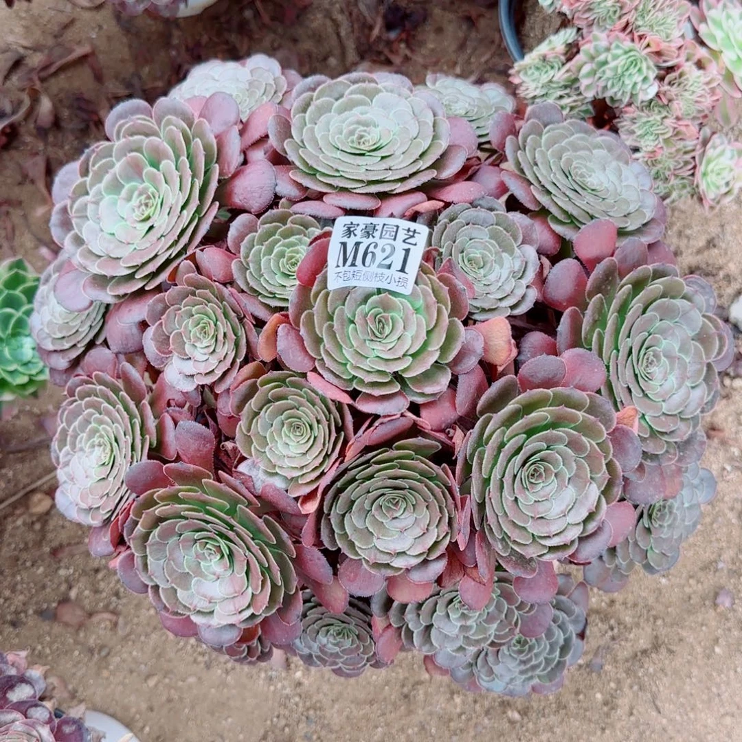 黑骑士发师621冠幅46