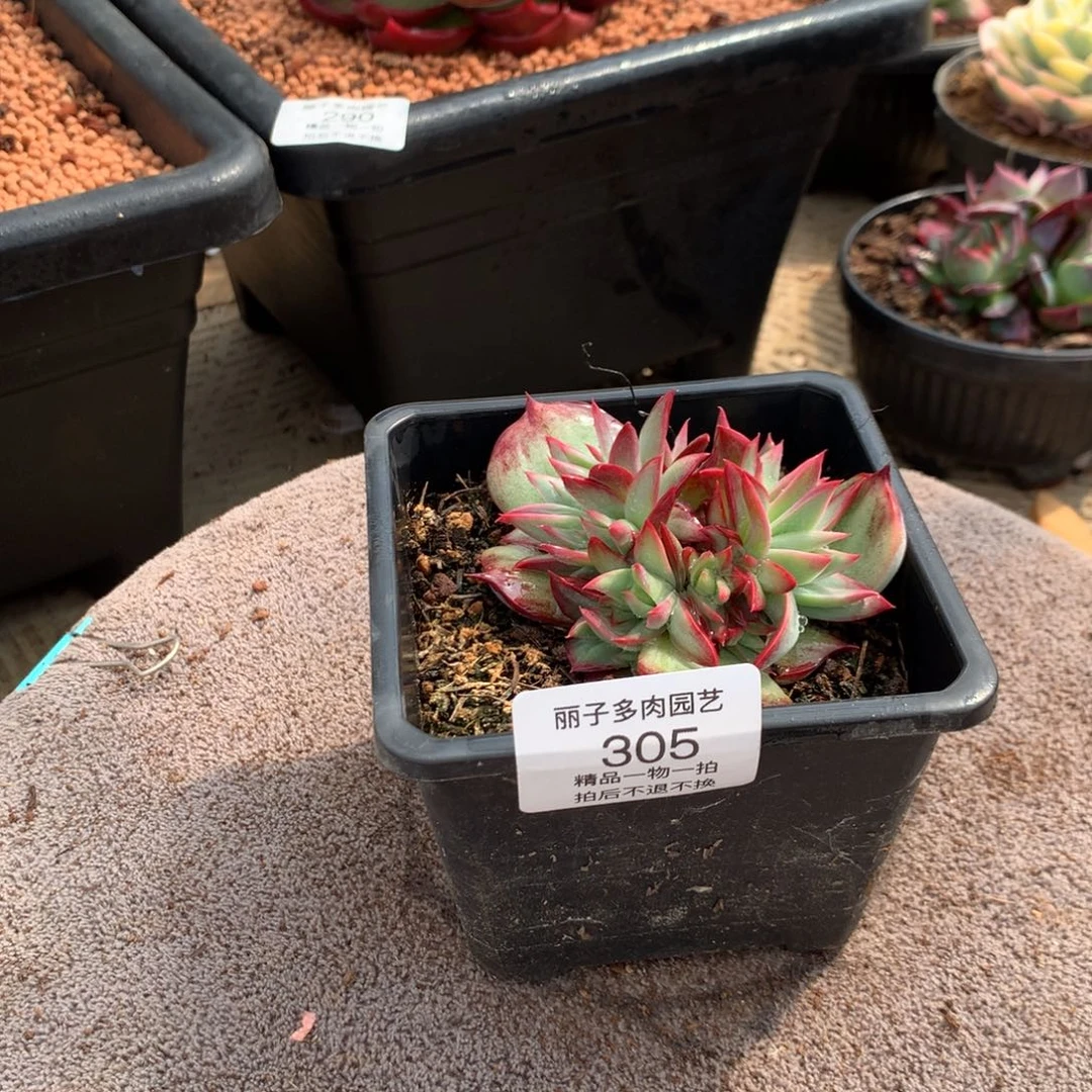 305惊鸿砍头群。8头。多肉植物