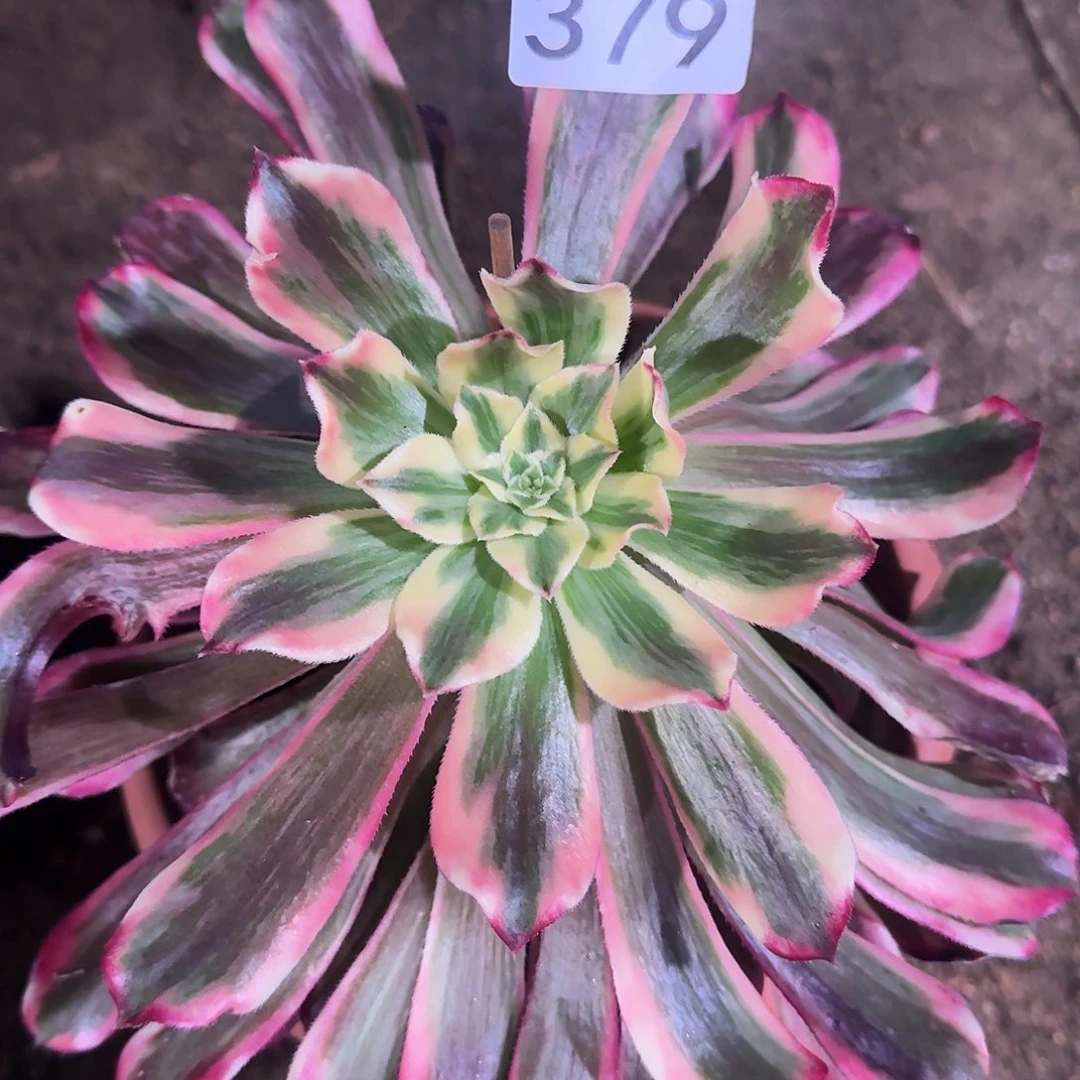 一***鱼多肉植物波斯大头379