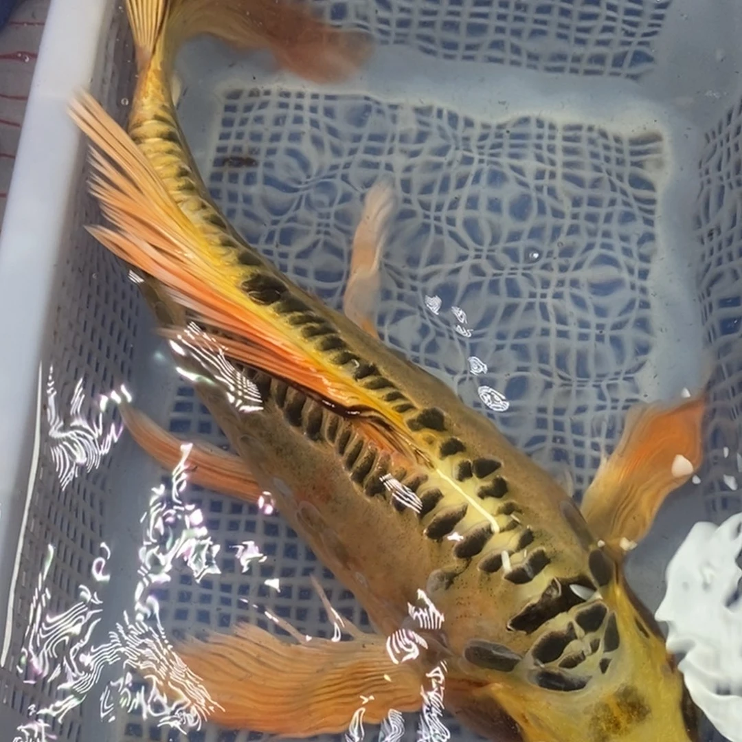 锦鲤冷水金龙包邮