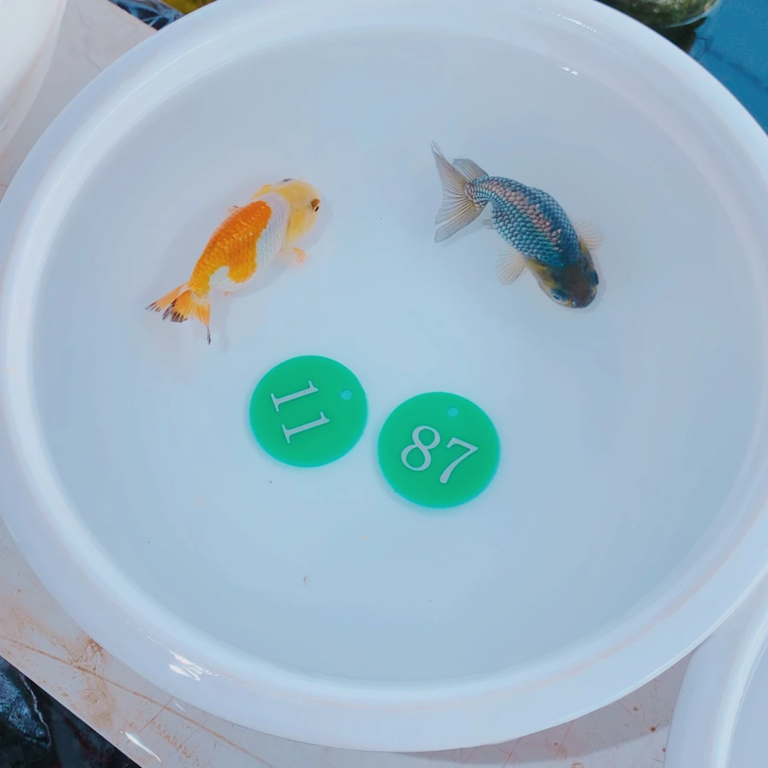 金鱼111111111111111