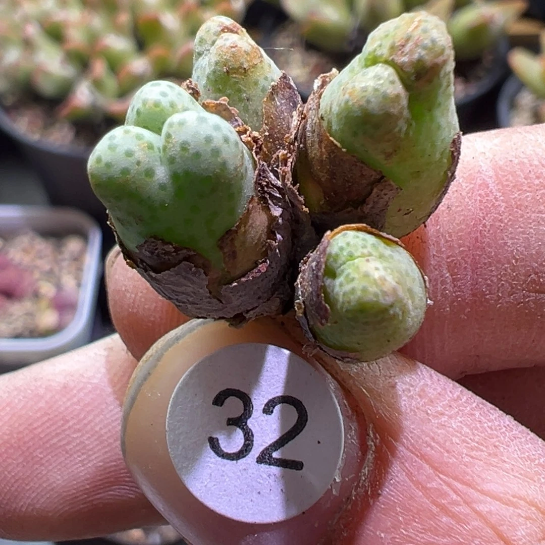 多肉植物1111111111111
