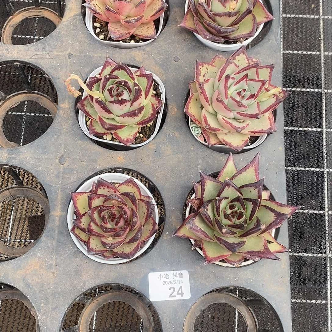 清棚福利一物一拍24