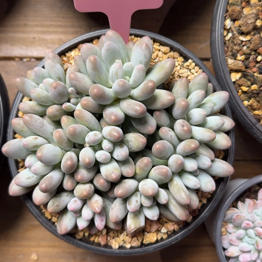 特价汤圆88888888888888