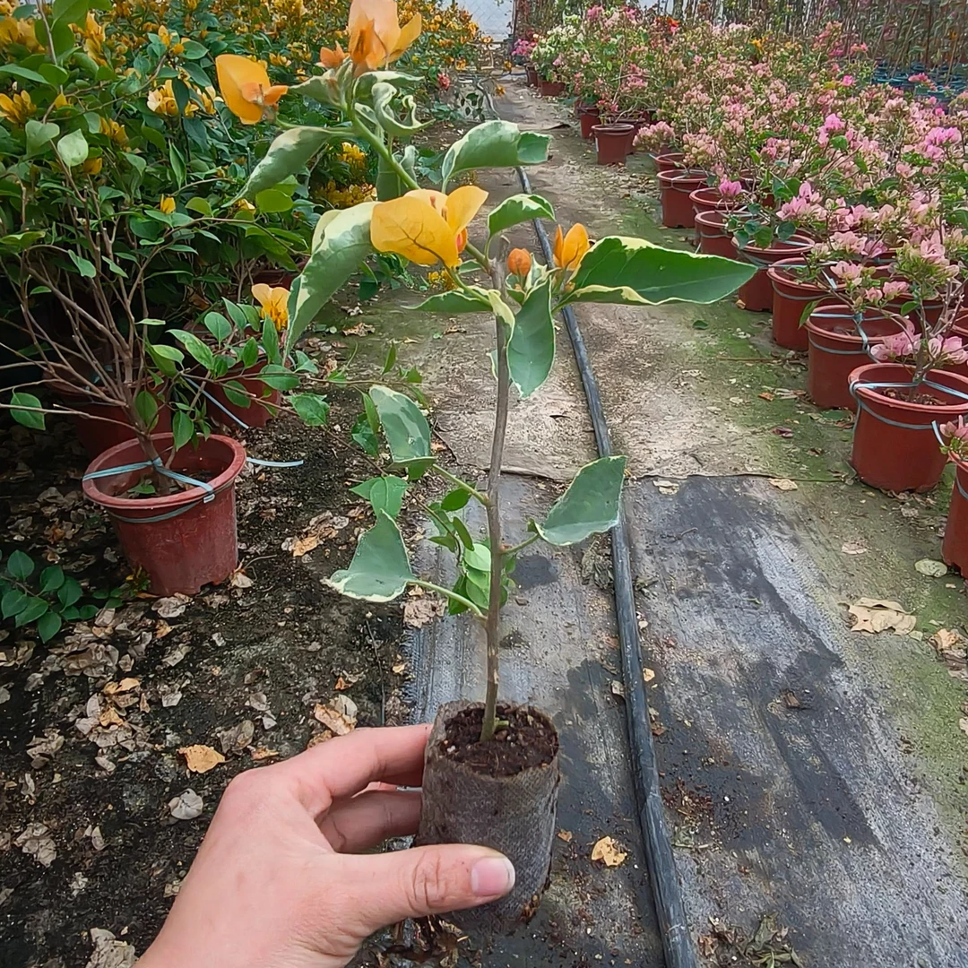 三角梅一物一拍不售后链接