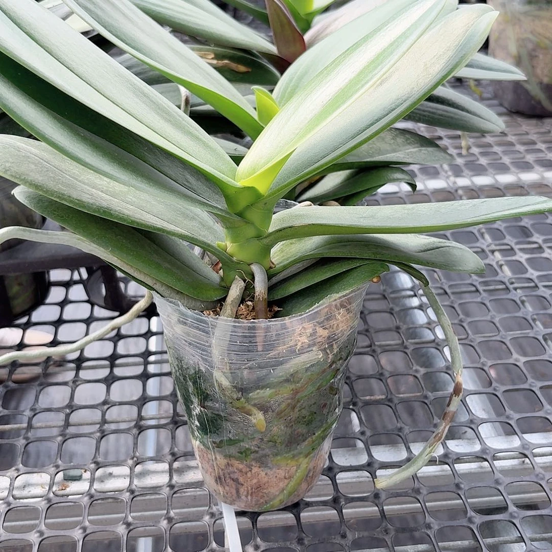 无花朵白天鹅2颗一物一拍
